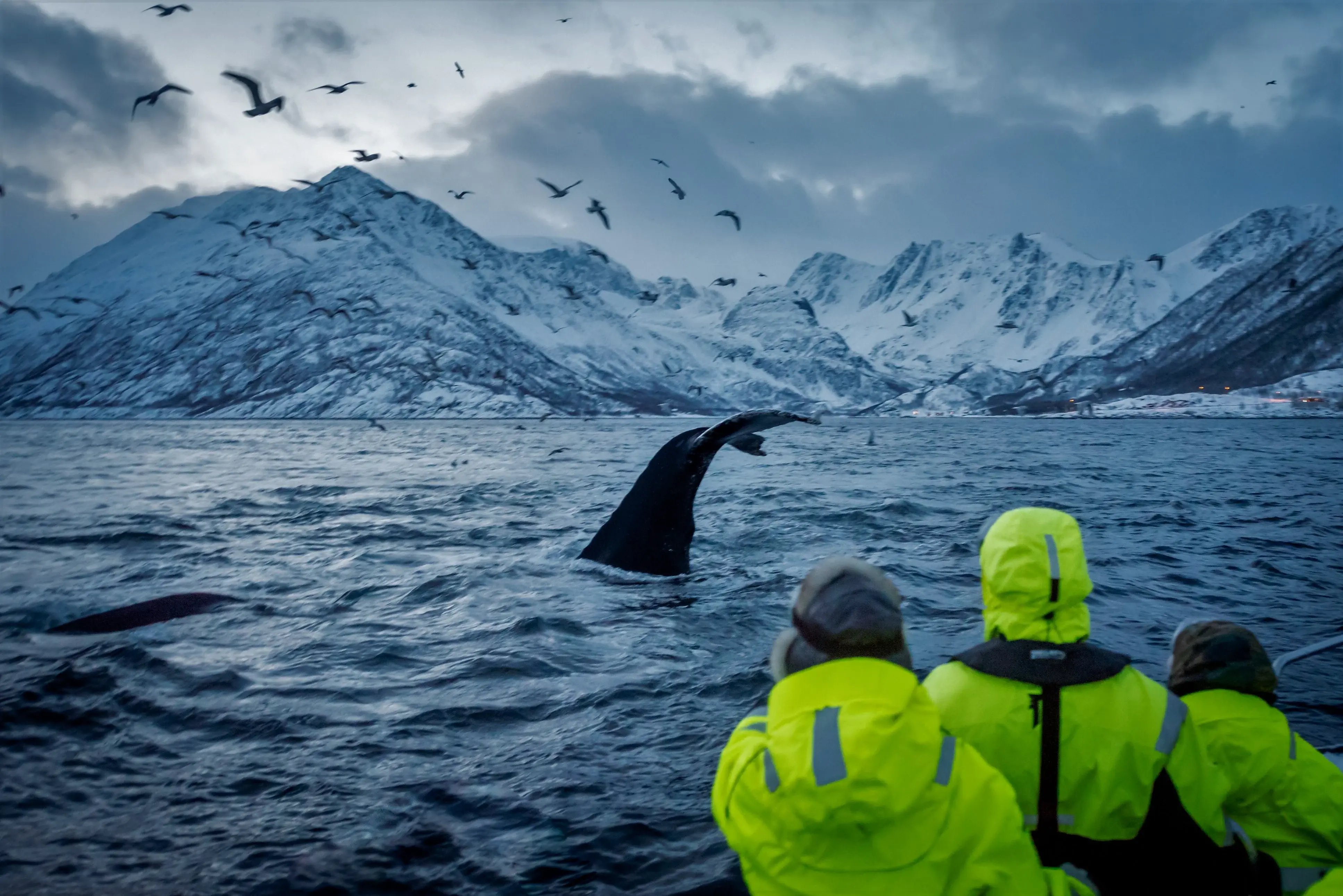 Adventurers looking at whales in Norway